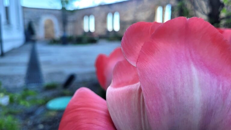 királynékert tulipán